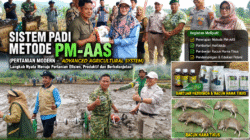 Dukung Swasembada Pangan, Metode PM-AAS Diperkenalkan di Desa Pengambang