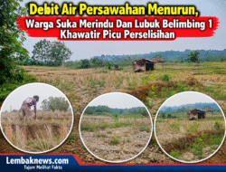 Debit Air Persawahan Menurun, Warga Suka Merindu Dan Lubuk Belimbing 1 Khawatir Picu Perselisihan